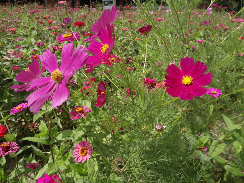 コスモス