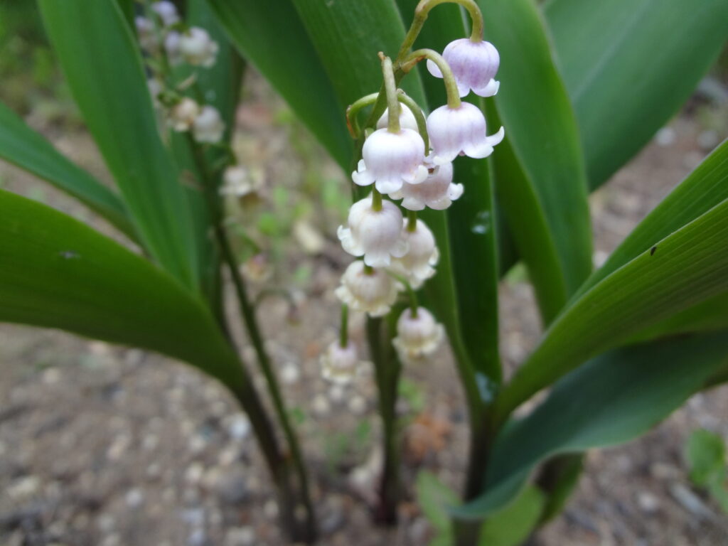 ピンクのすずらん