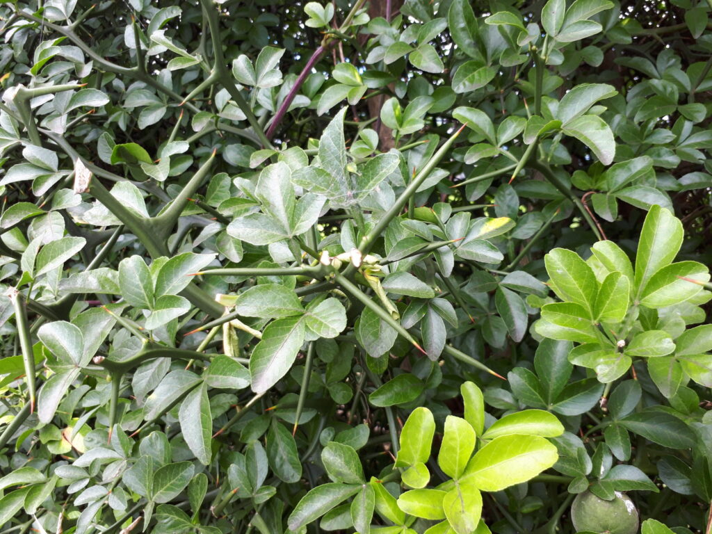 とげとげ？名前は？