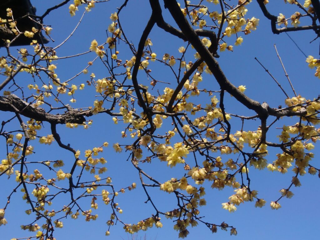 ３月になりました・・・