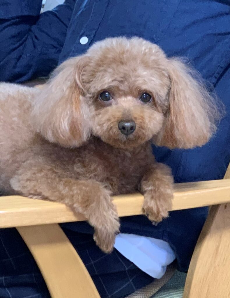 我が家の子供たち