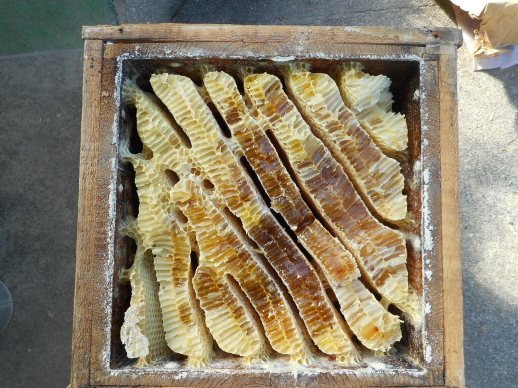 今年も楽しみです