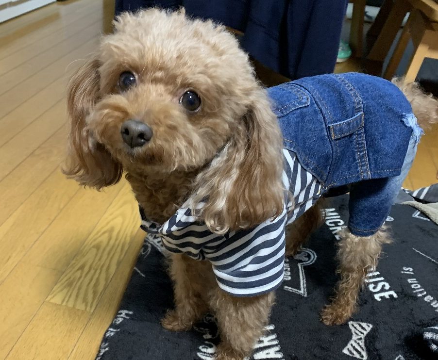 伊那展示場の営業犬