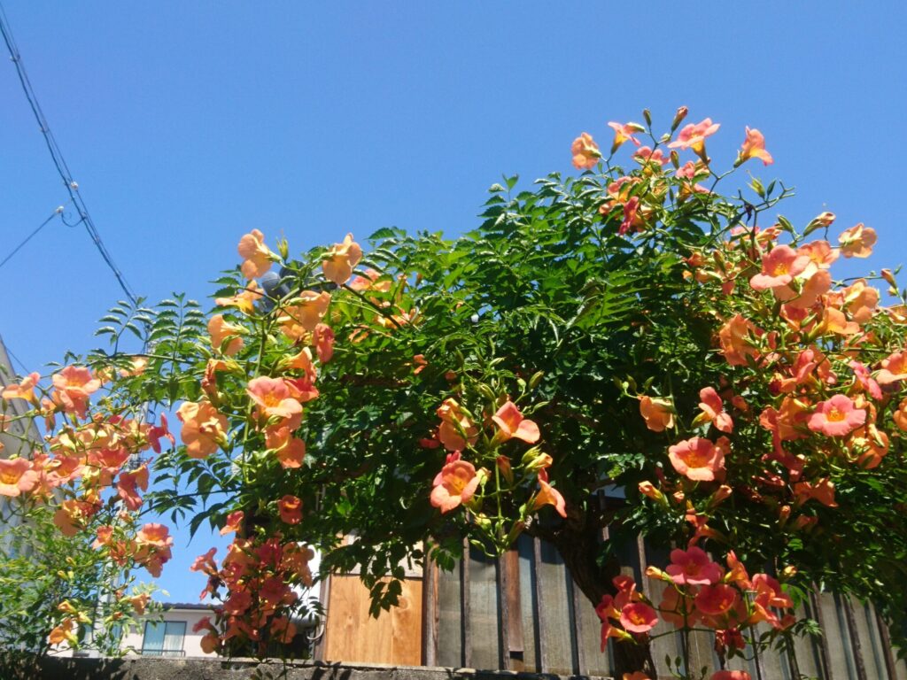 ノウゼンカズラ