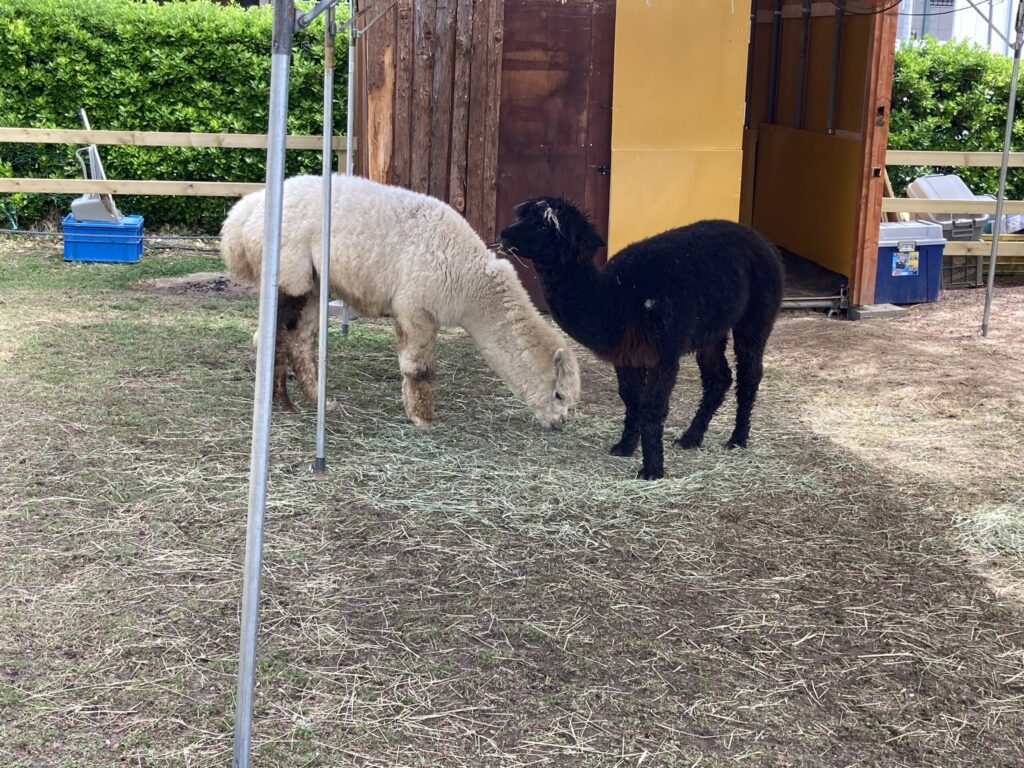 さっぱりしたね