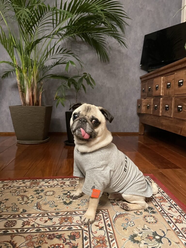 お友達が遊びに来ました🐶