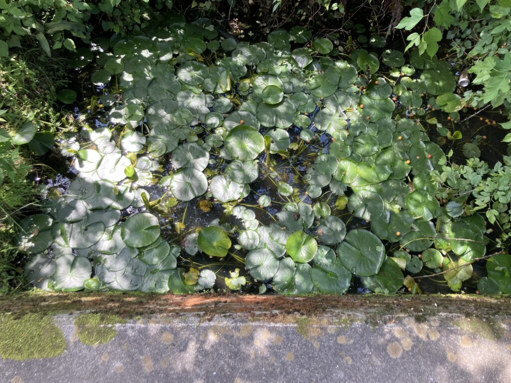 季節を感じます