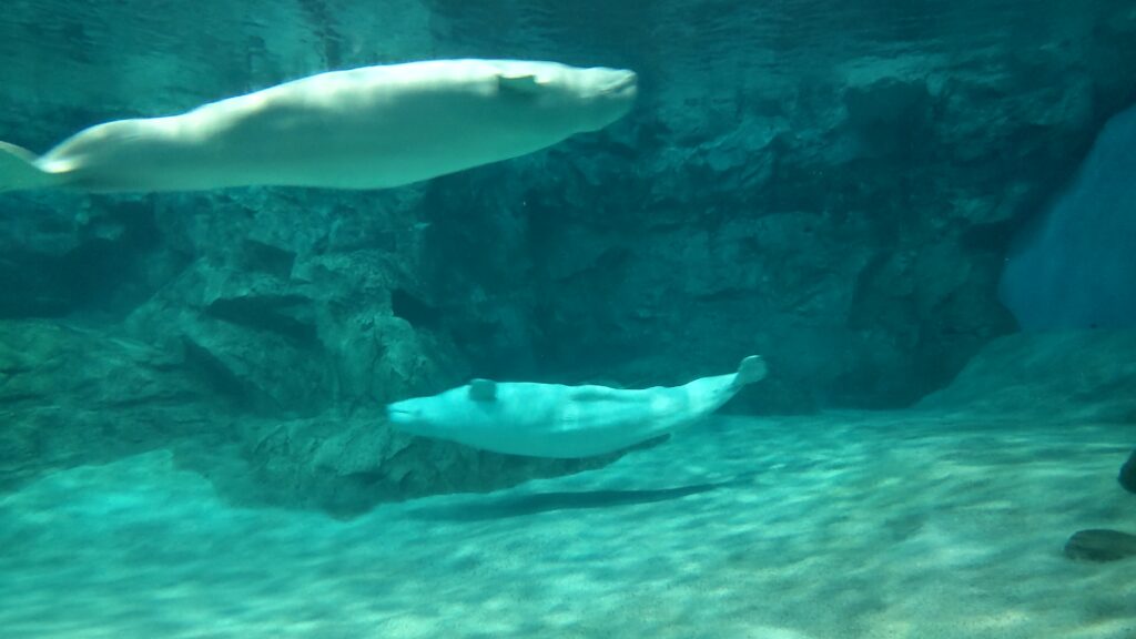 名古屋港水族館