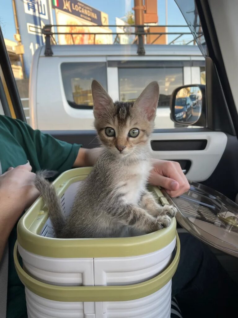 成長しました🐈