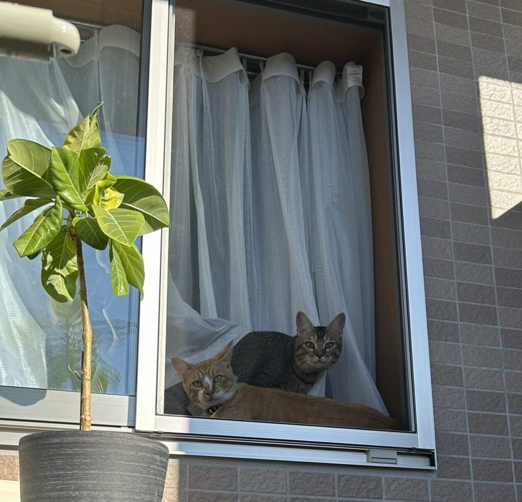 保護猫「ちゃちゃ」🐈