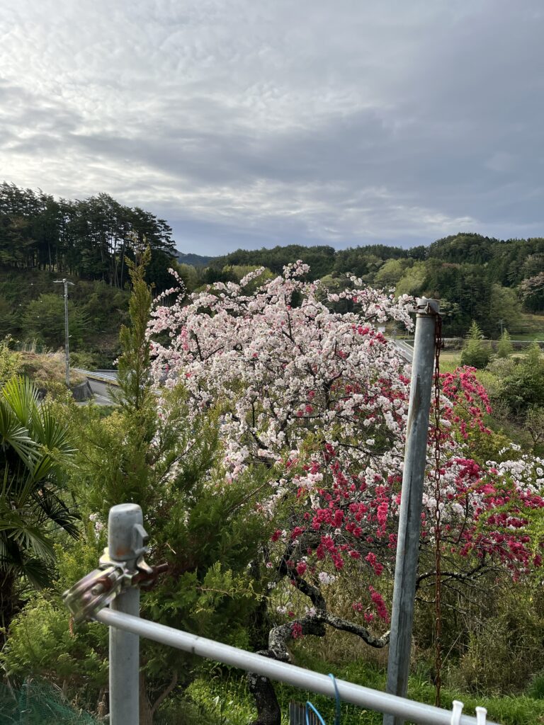 あっという間の桜