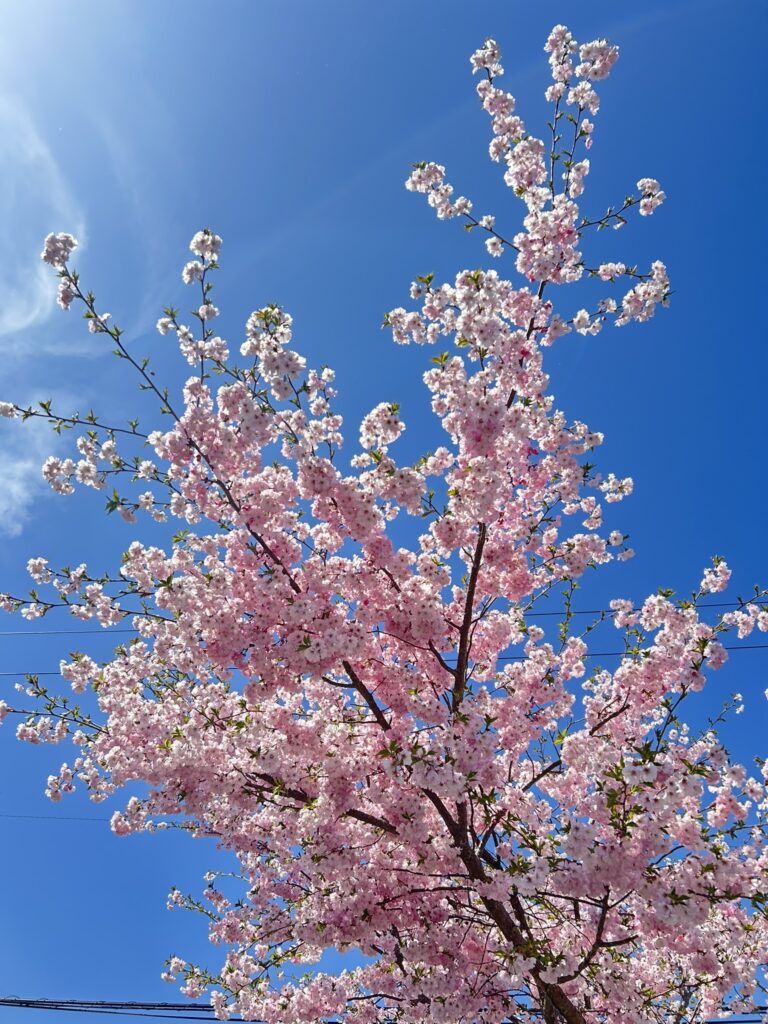 朝活、始めてみました🌞