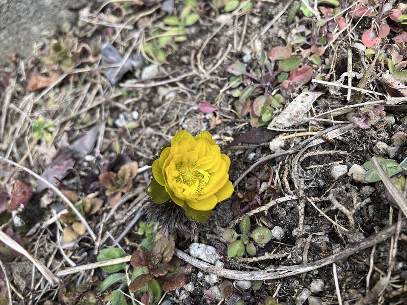 春の訪れを感じます