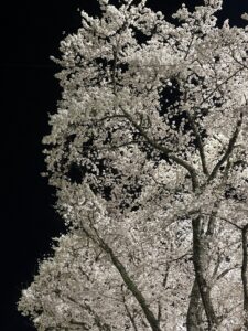 ご入学おめでとうございます