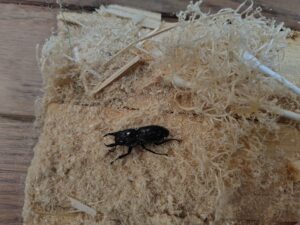 片足のコクワガタ