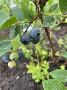 飯島町　ブルーベリーつみとり
